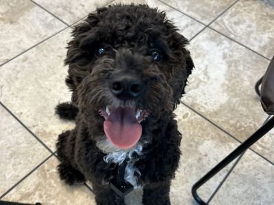 Yorkipoo