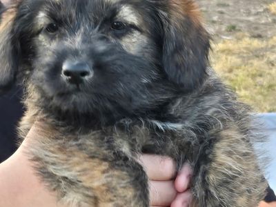 Brindle Corgi/ Dutch Shepherd Puppies!