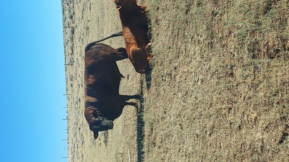 ADCA registered Dexter bull