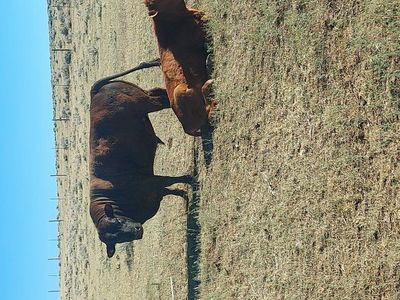 ADCA registered Dexter bull