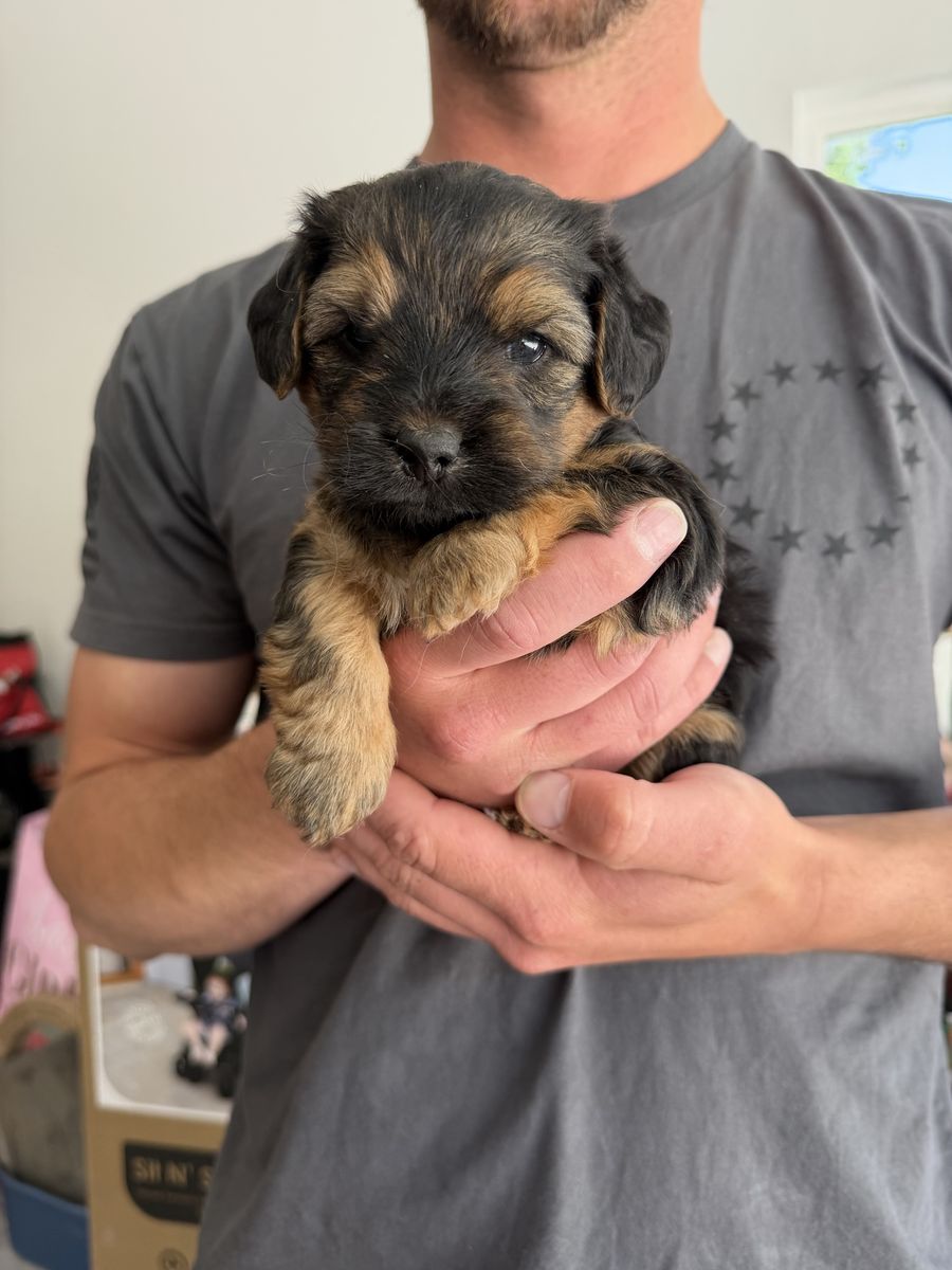 Morkie/ Mini Dachshund Male Puppy