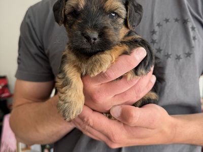 Morkie/ Mini Dachshund Male Puppy