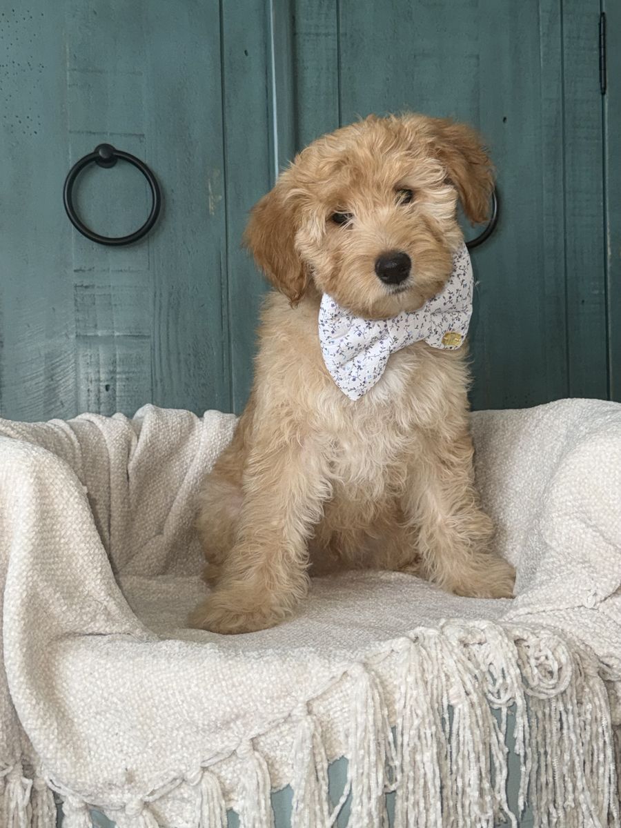Micro Goldendoodle Puppy – Ready for His Forever Family