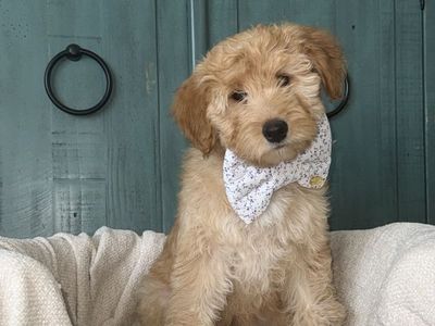 Micro Goldendoodle Puppy – Ready for His Forever Family