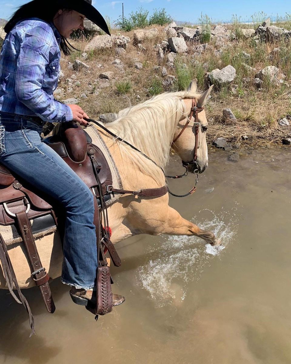 Palomino Quarter Horse Gelding