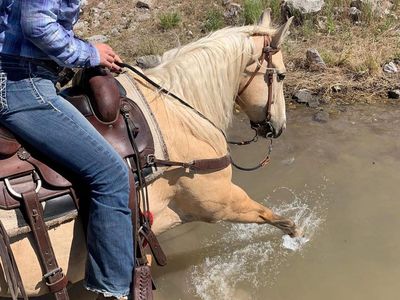 Palomino Quarter Horse Gelding
