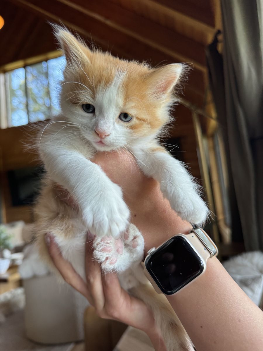 Kittens available to a good home