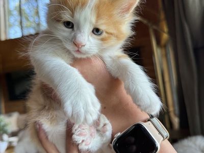Kittens available to a good home