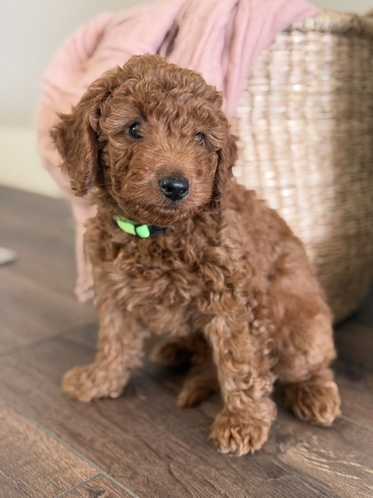 Stunning mini Goldendoodle Boy
