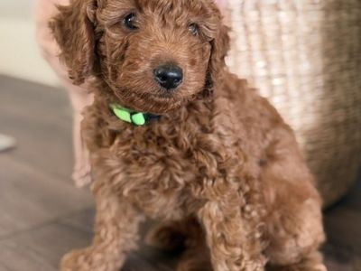 Stunning mini Goldendoodle Boy