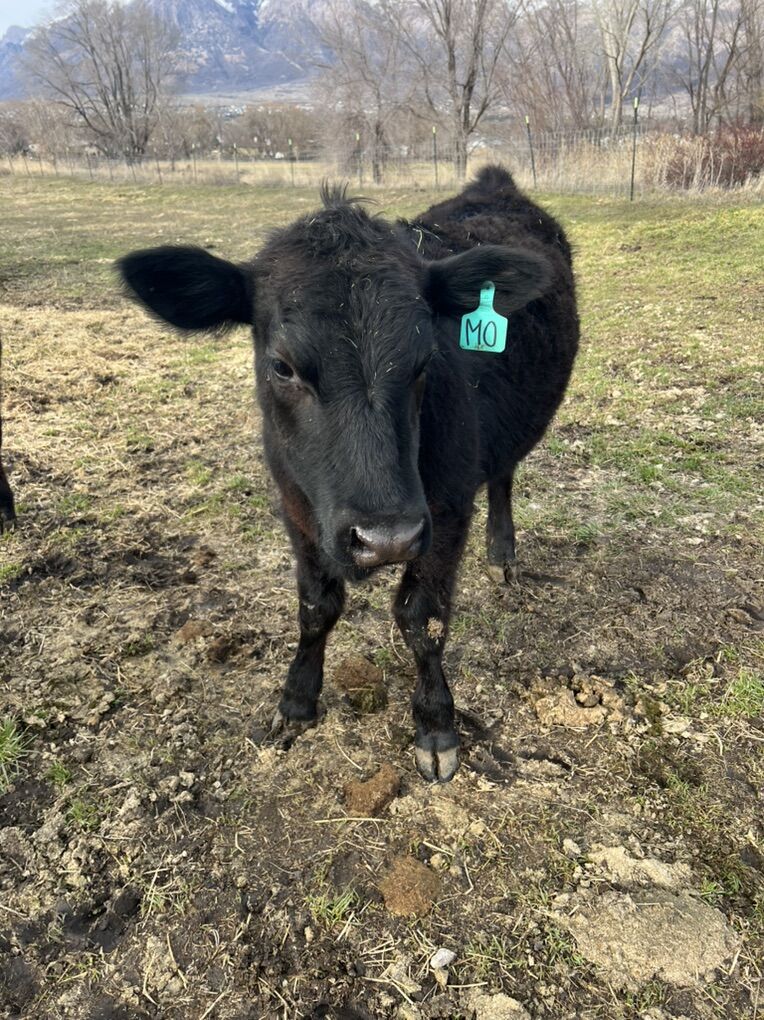 Angus/Hereford Steer Calf