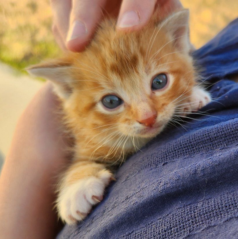 Kittens