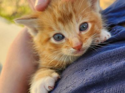 Kittens