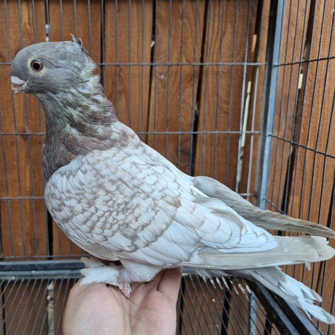 Hand Raised Blondinette Classic Frill Pigeons