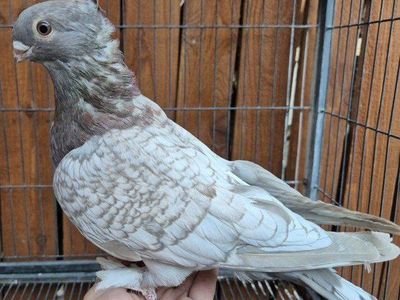 Hand Raised Blondinette Classic Frill Pigeons