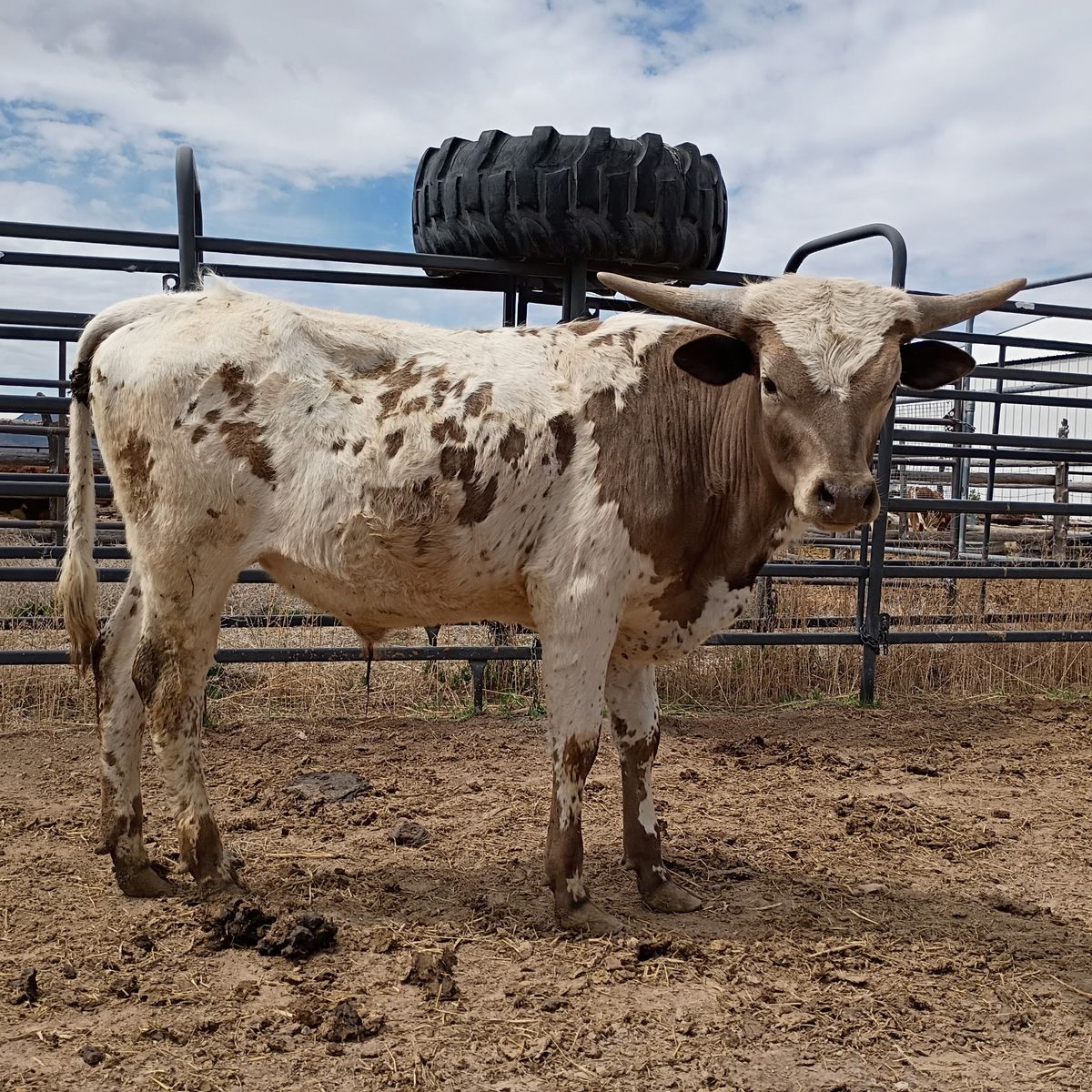 Longhorn Yearling Bulls