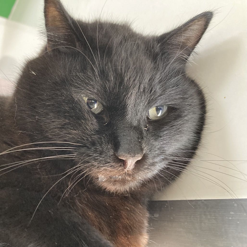 Hello my name is Monroe