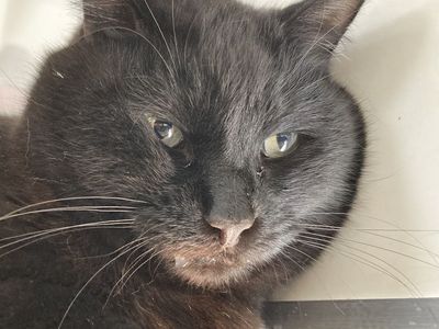 Hello my name is Monroe