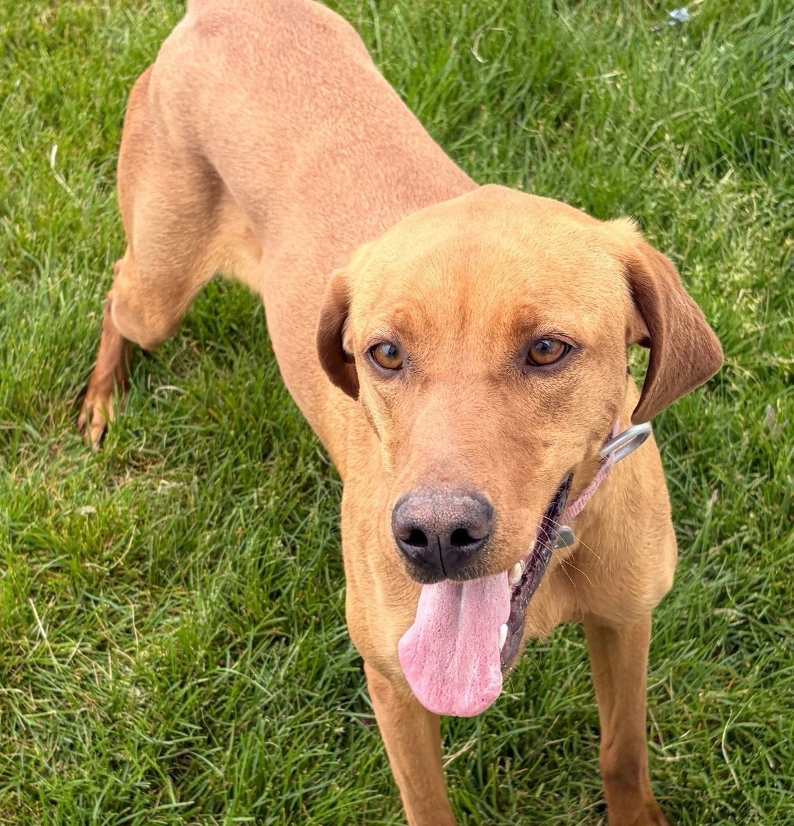 Hunting dog for sale