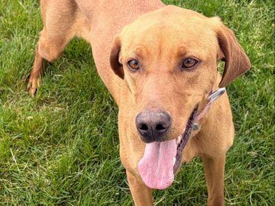 Hunting dog for sale