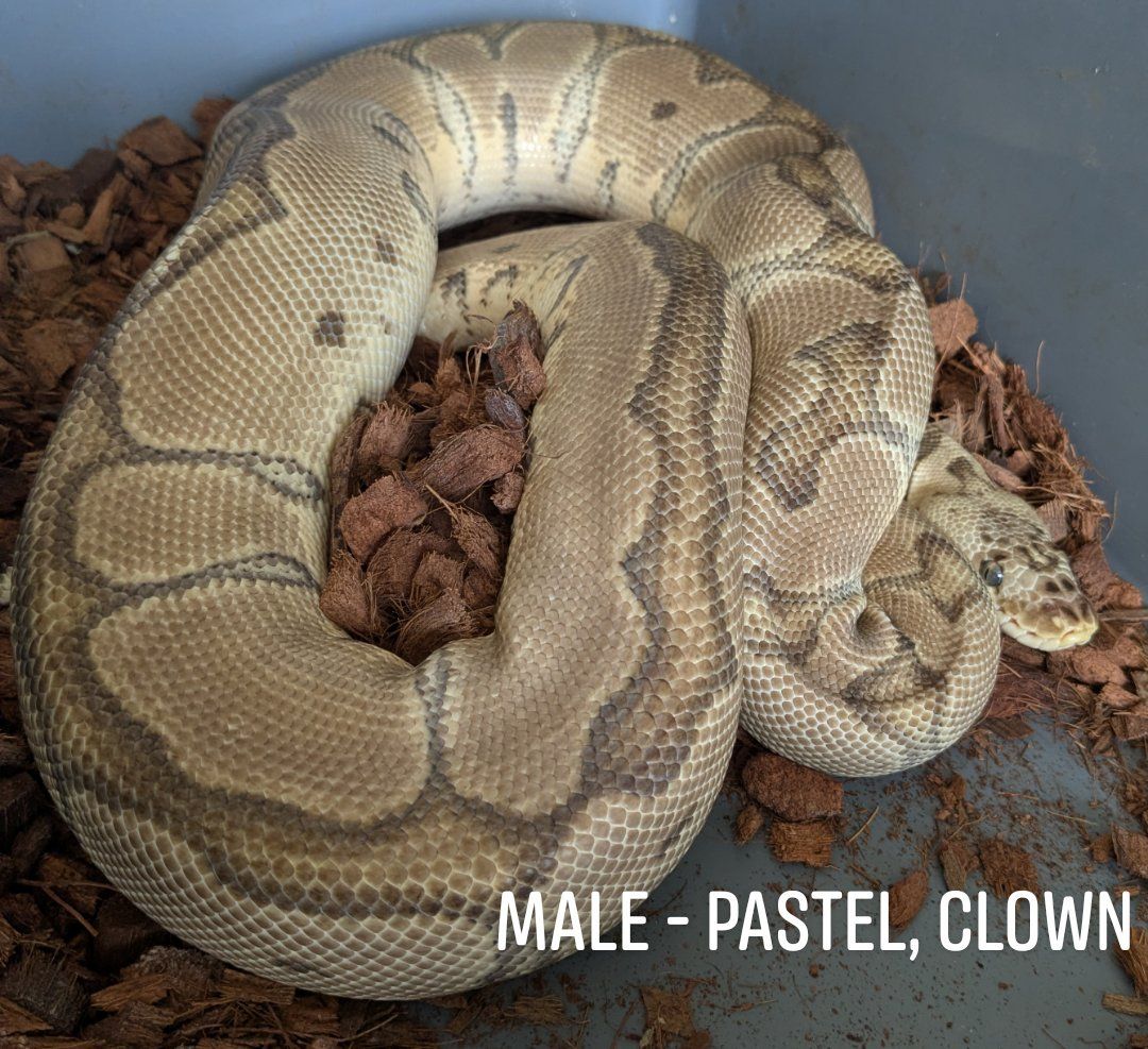 GROUP OF ADULT BALL PYTHONS