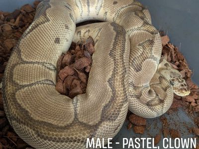 GROUP OF ADULT BALL PYTHONS