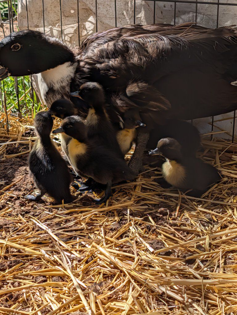 Ducklings