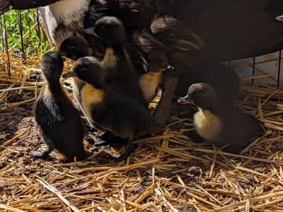 Ducklings