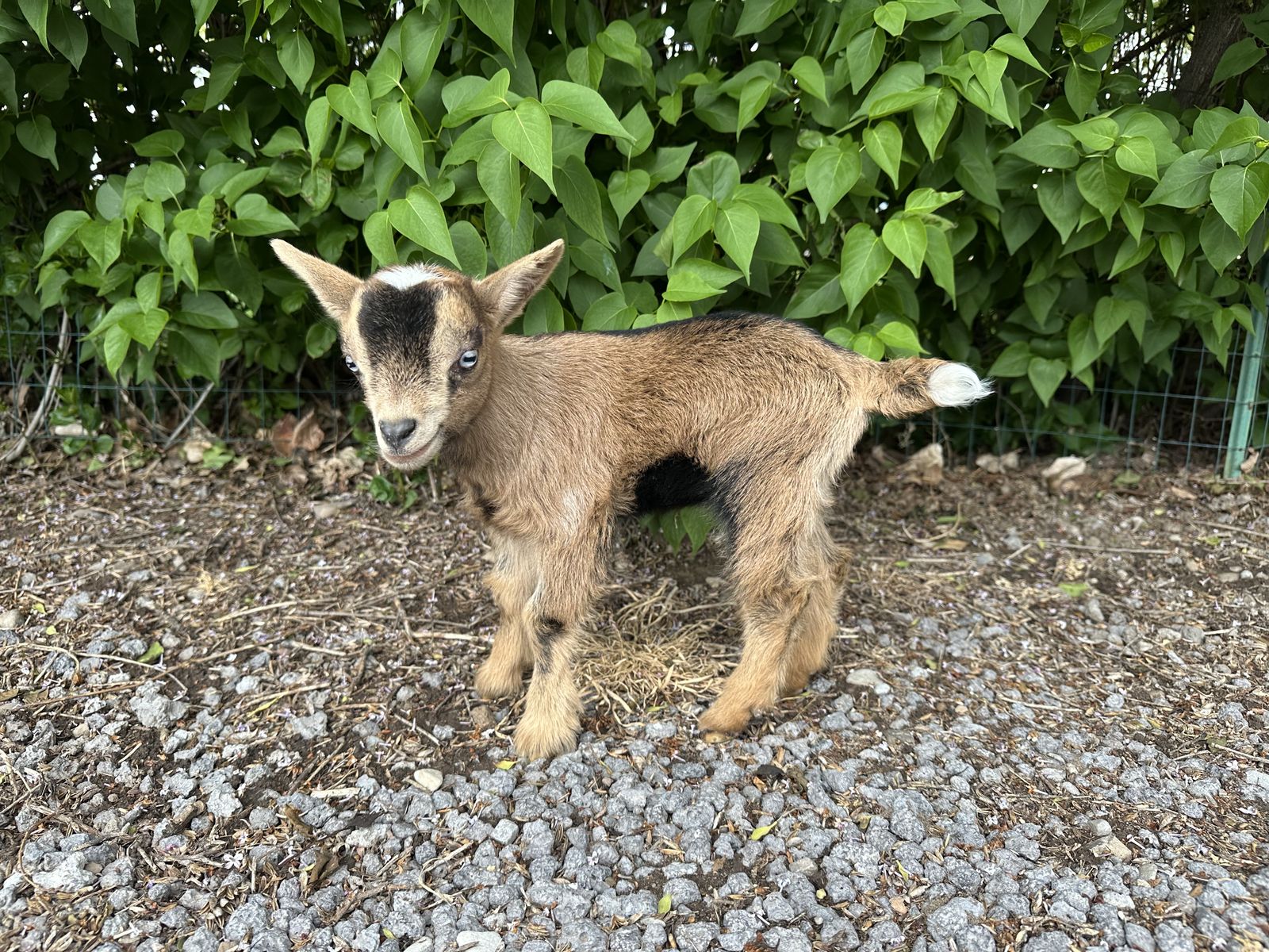 Nigerian Dwarf Buckling