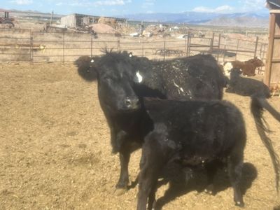 Dexter Cow Calf Pairs