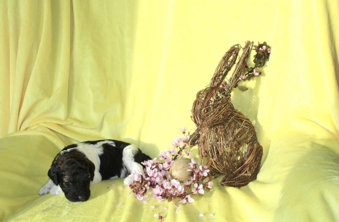 AKC Purebred Standard Parti Poodle Puppies