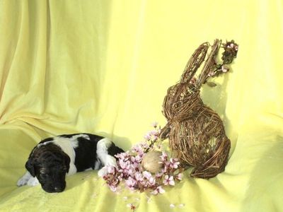 AKC Purebred Standard Parti Poodle Puppies