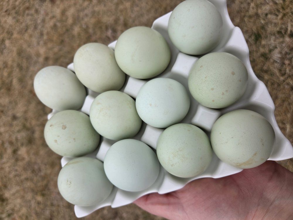 Ameraucana hatching eggs - Americana Blue eggs