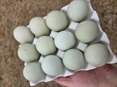 Ameraucana hatching eggs - Americana Blue eggs