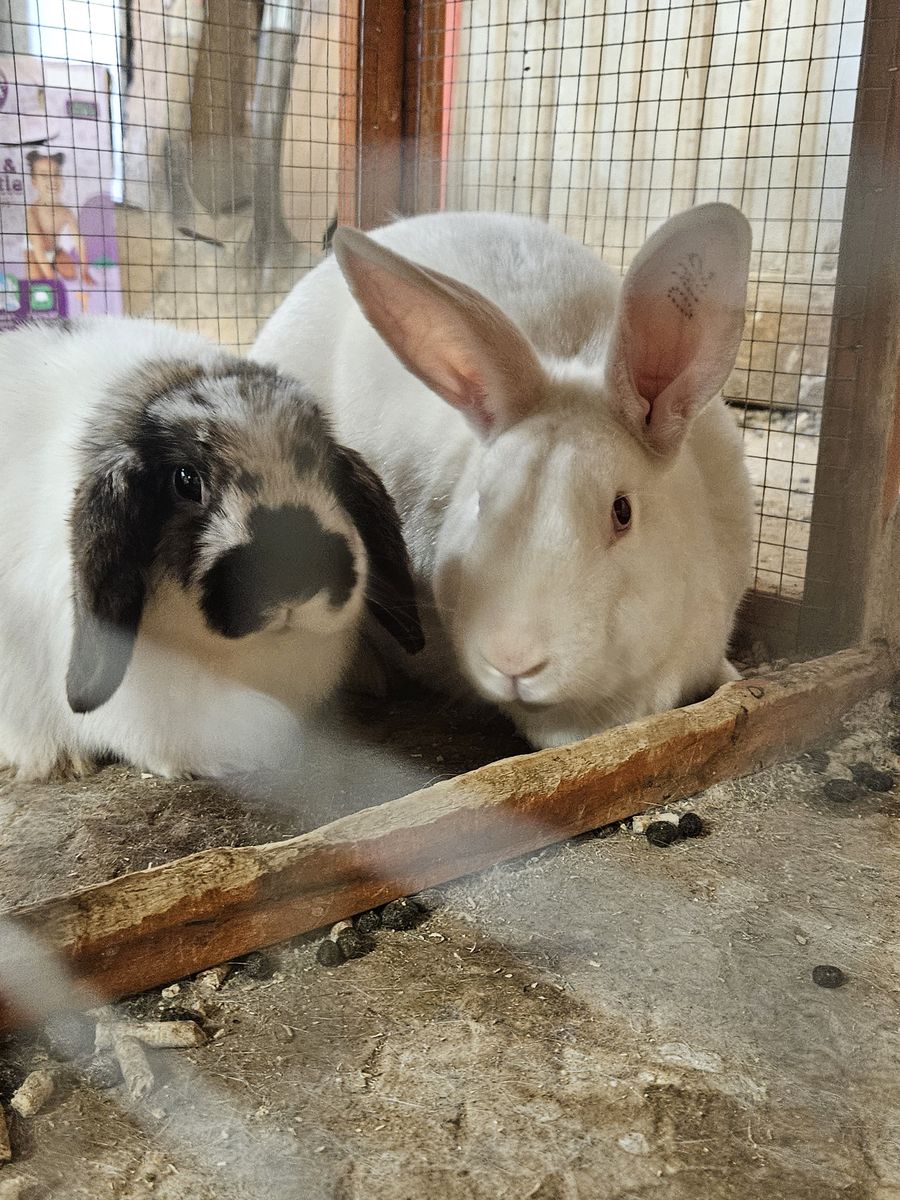 Bunnies