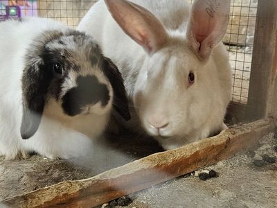 Bunnies