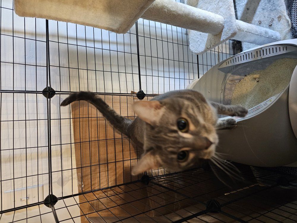 Free Cat and Supplies
