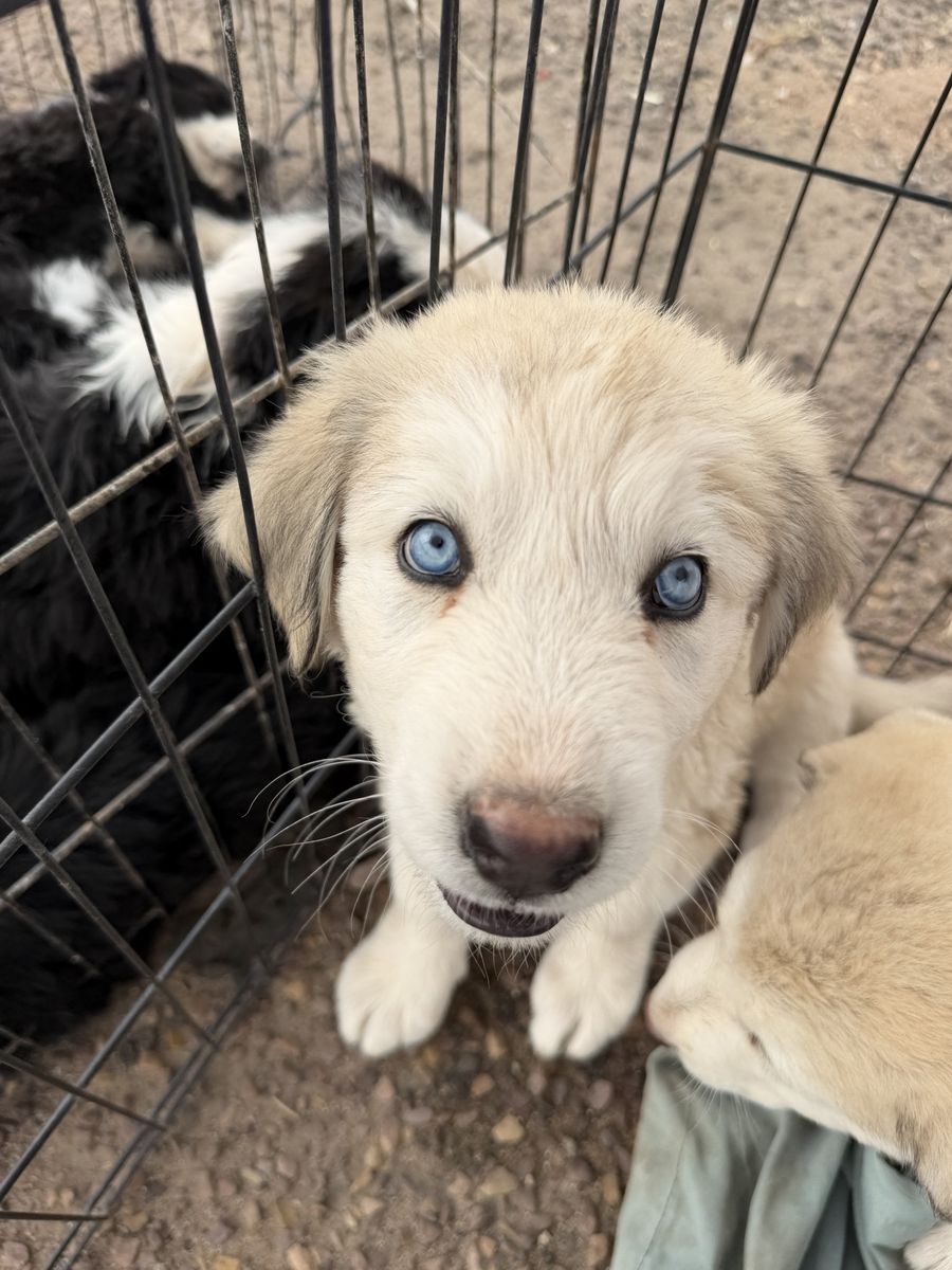 Husky puppies 