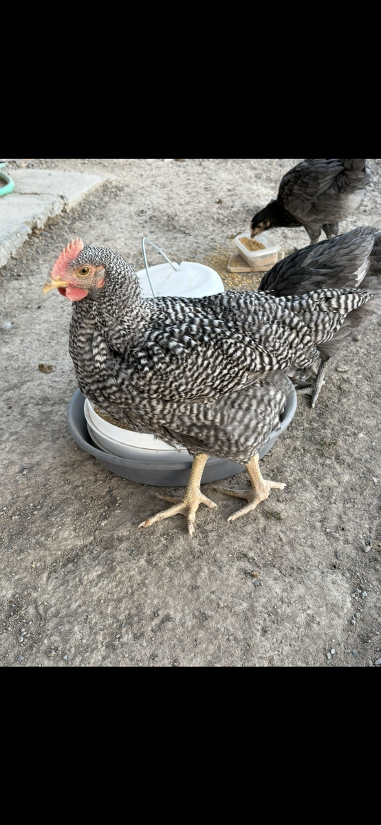handsome Barred Rock Rooster
