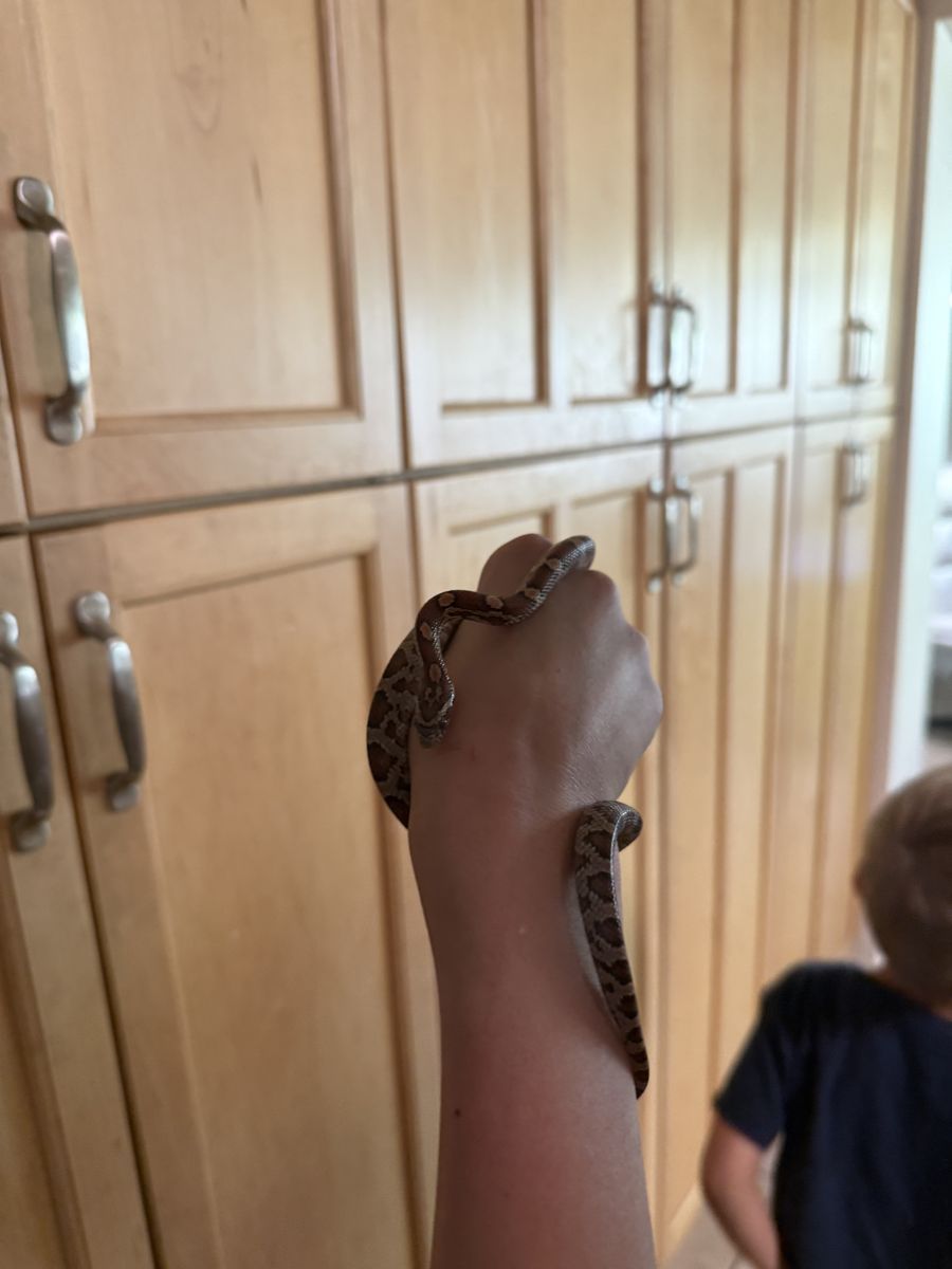 Baby Corn Snake