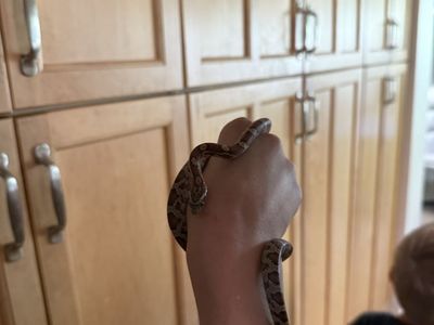 Baby Corn Snake