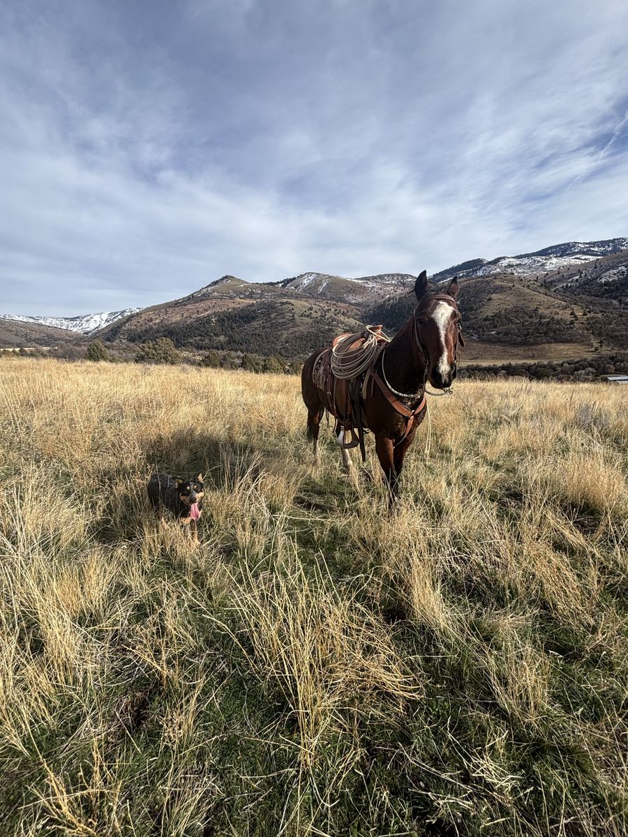 7 year old grade gelding