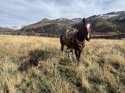 7 year old grade gelding