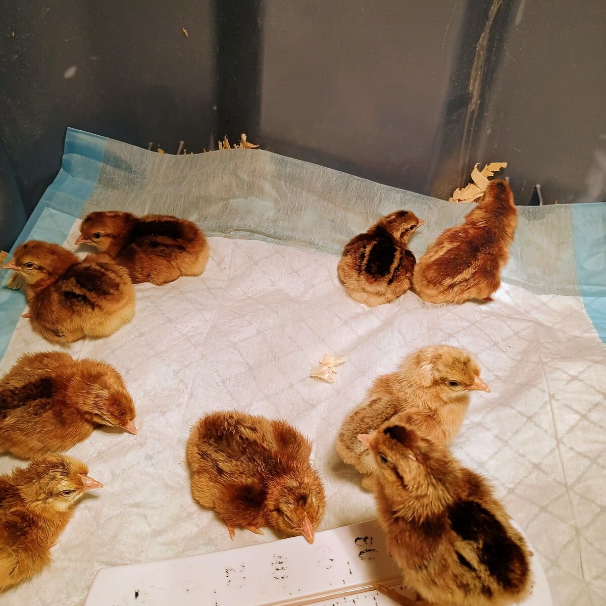 Cream Legbar pullet Chicks. 1-6 days old