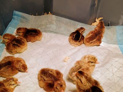 Cream Legbar pullet Chicks. 1-6 days old