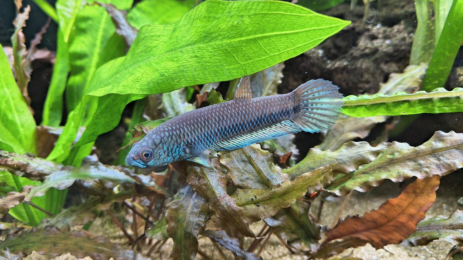 Wild Betta Species 'Antuta'