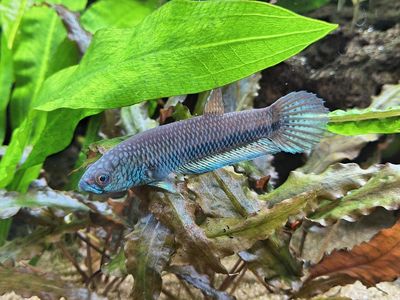 Wild Betta Species 'Antuta'