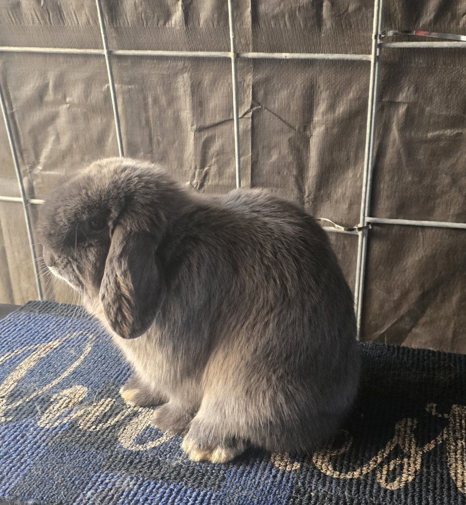 Smoke pearl Holland lop buck