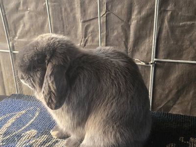 Smoke pearl Holland lop buck
