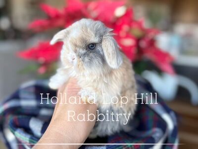 Beautiful Holland Lop Bunny